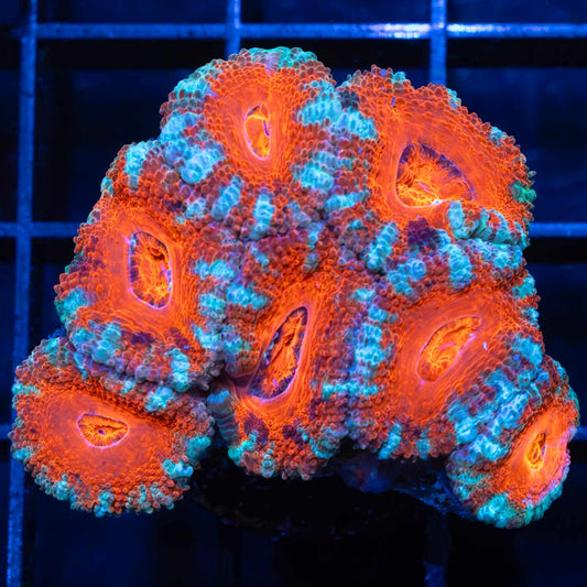 Splatter Acan Mini Colony