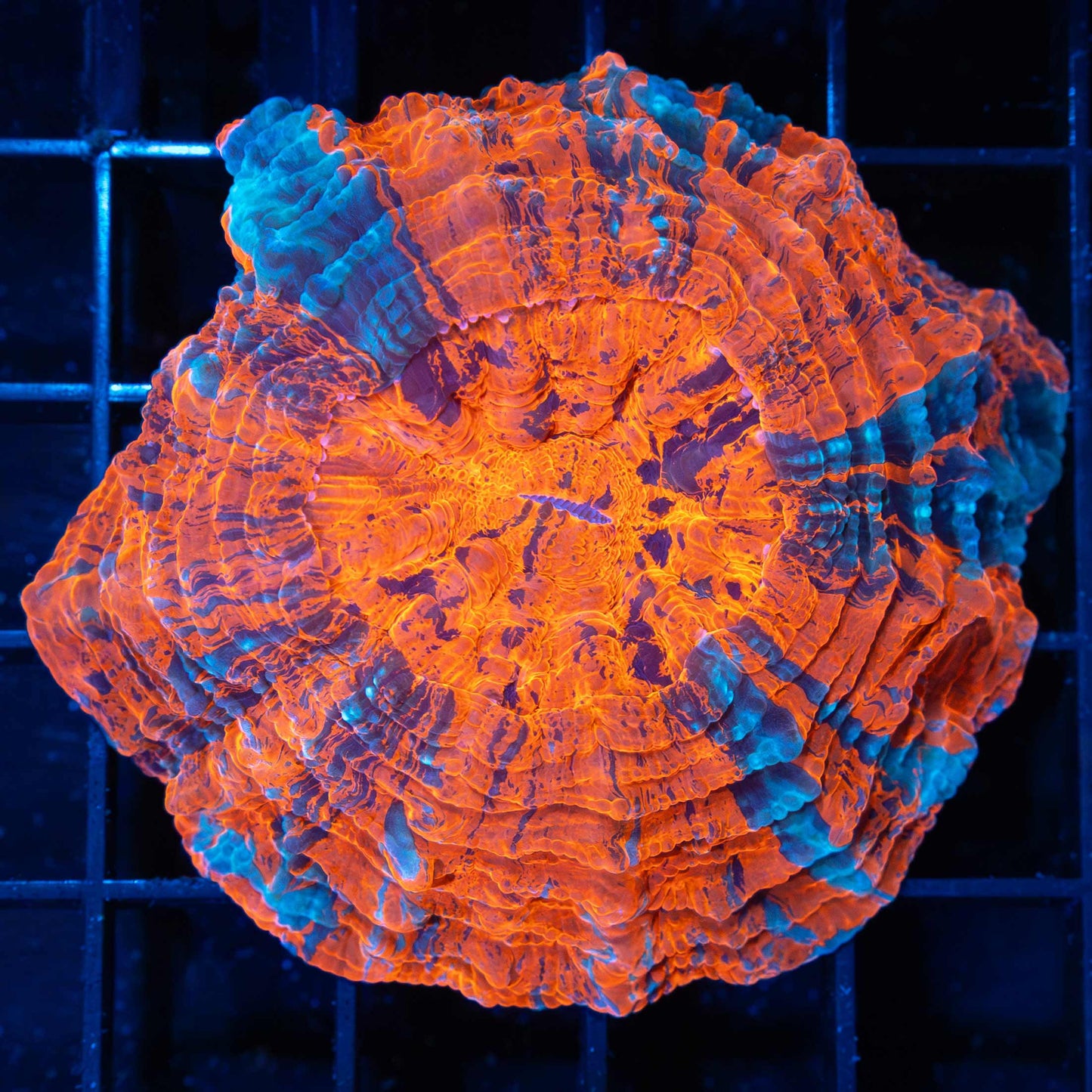 Orange, Blue, Purple Acanthophyllia 2.75"