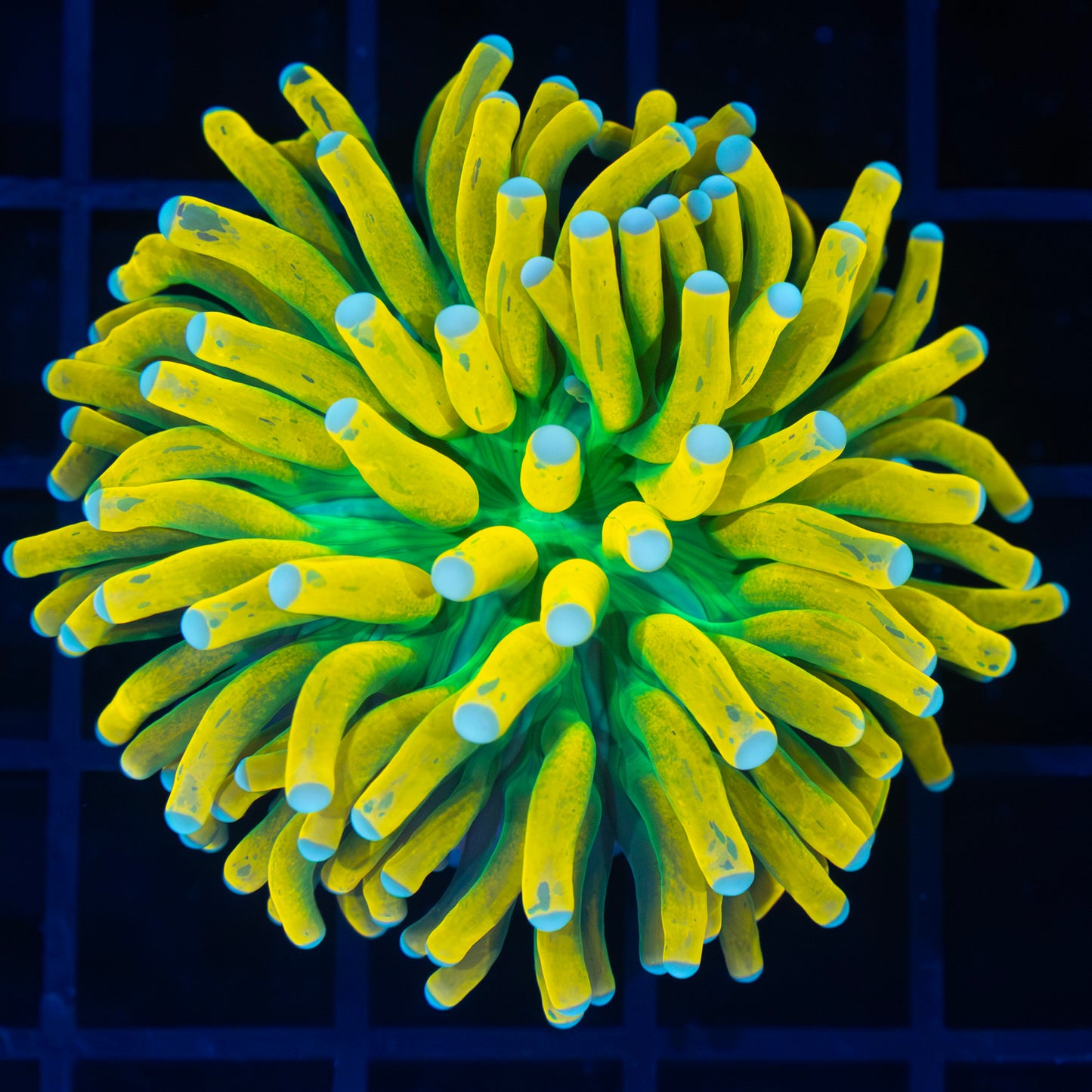 Splatter Banana Torch Coral