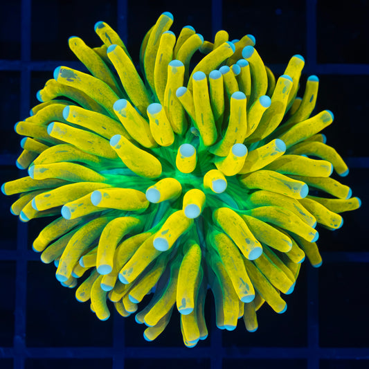 Splatter Banana Torch Coral