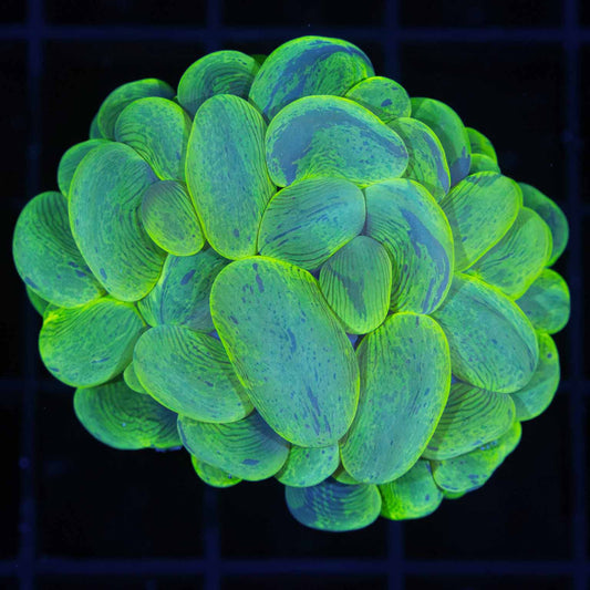 Splatter Branching Bubble Coral (Rare)