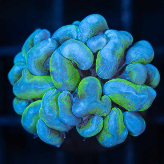 Splatter Bubble Coral (Branching)