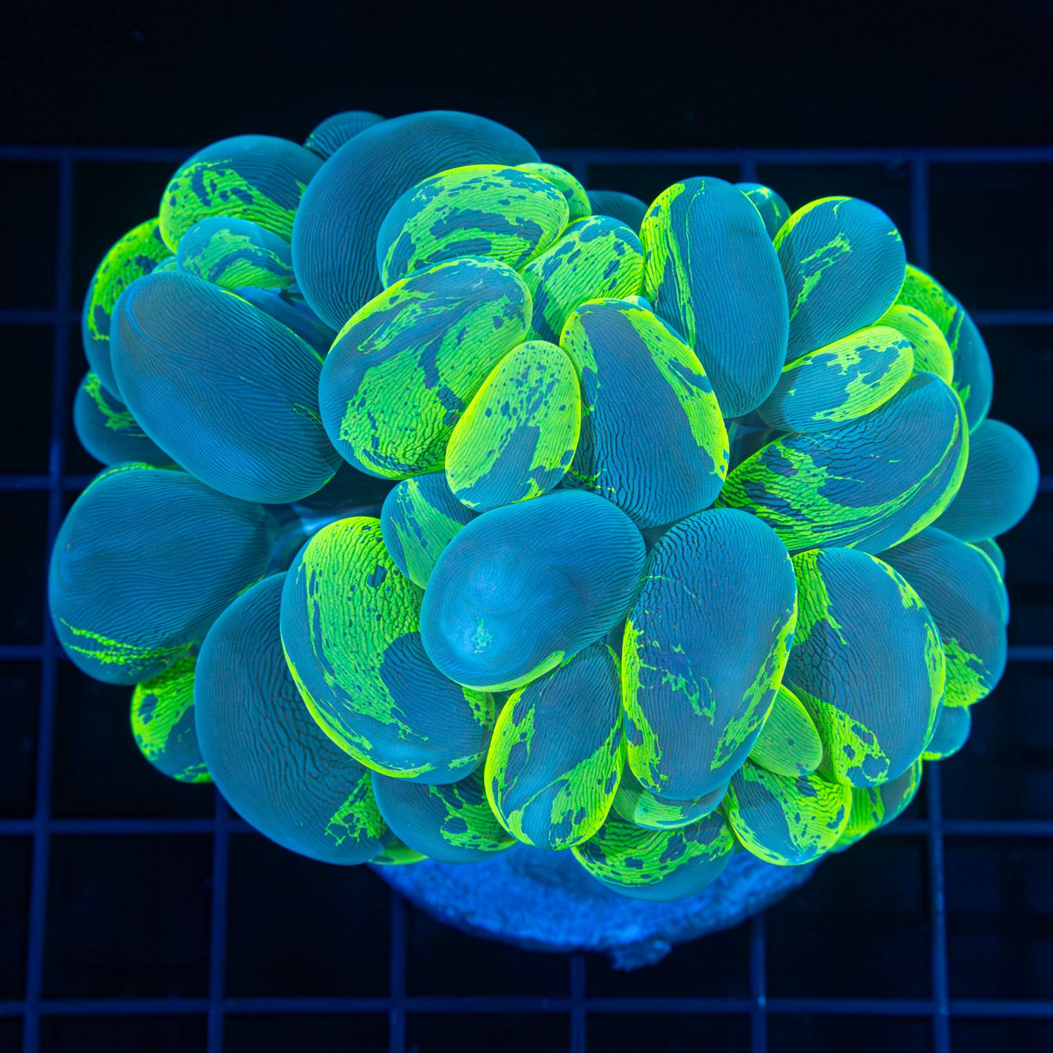 Highlighter Splatter Bubble Coral 3.5" (Nice!)