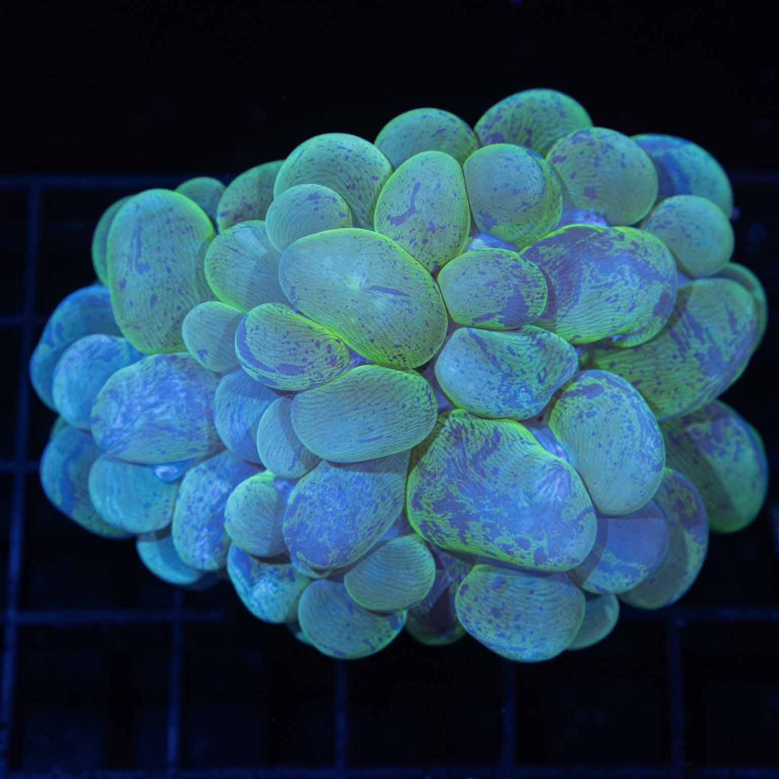 Splatter Bubble Coral  3.25"