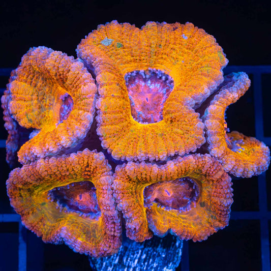 Rainbow Splatter Acan (Tank Grown, Bright!)