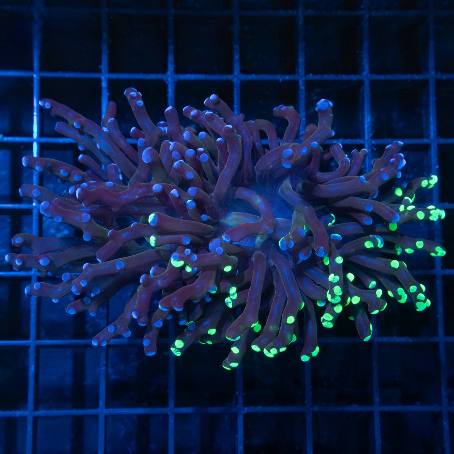 2 Heads Purple Splatter Branching Frogspawn