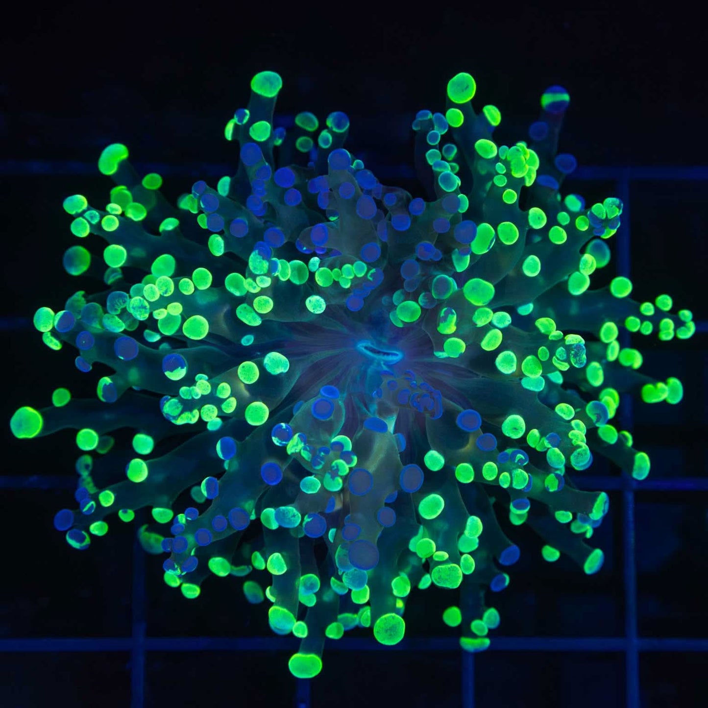 Purple Splatter Branching Frogspawn