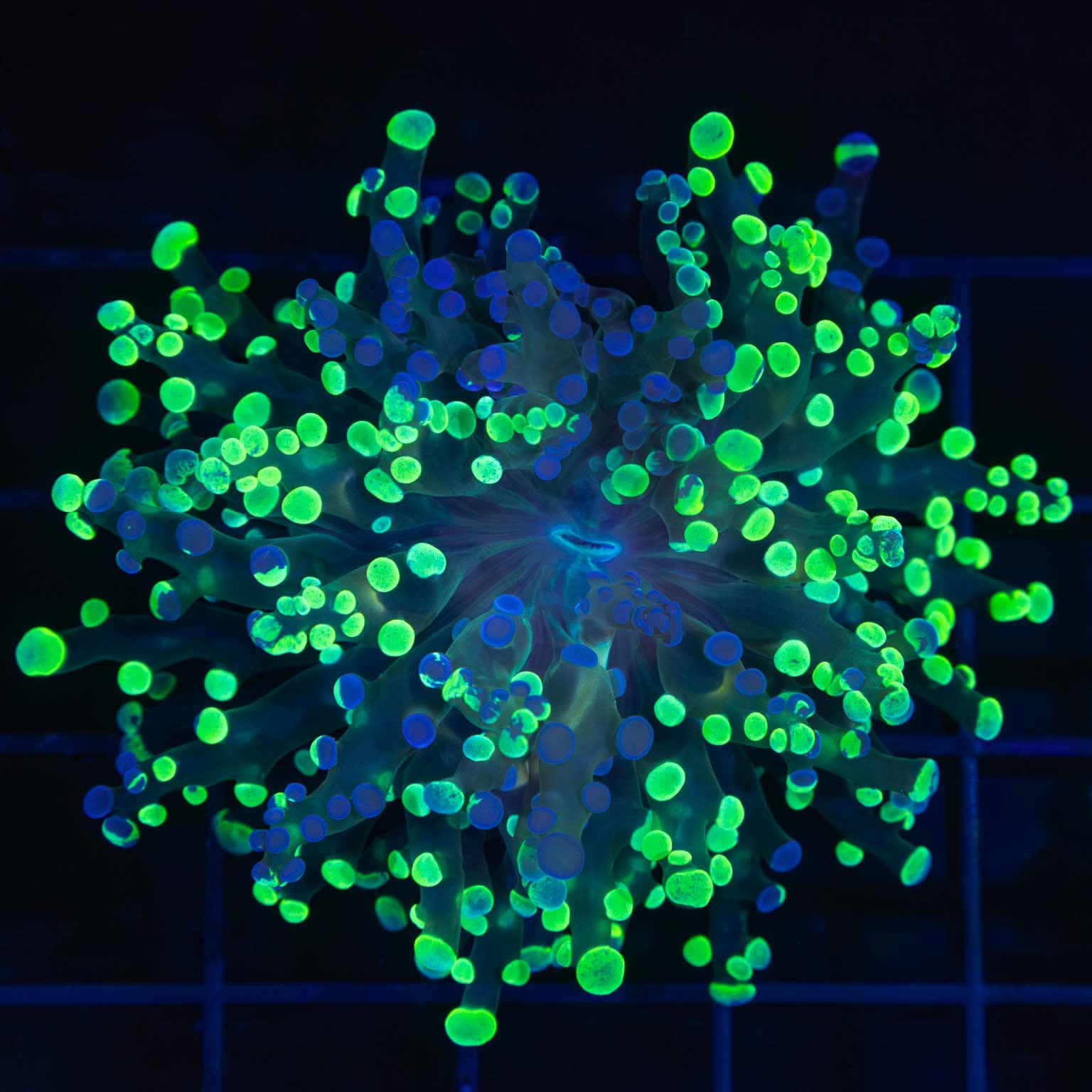 Purple Splatter Branching Frogspawn