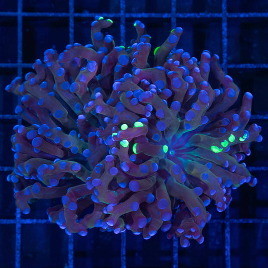 2 Polyps Purple Splatter Frogspawn Coral