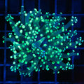 Splatter Frogspawn 2