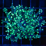 Splatter Frogspawn Coral