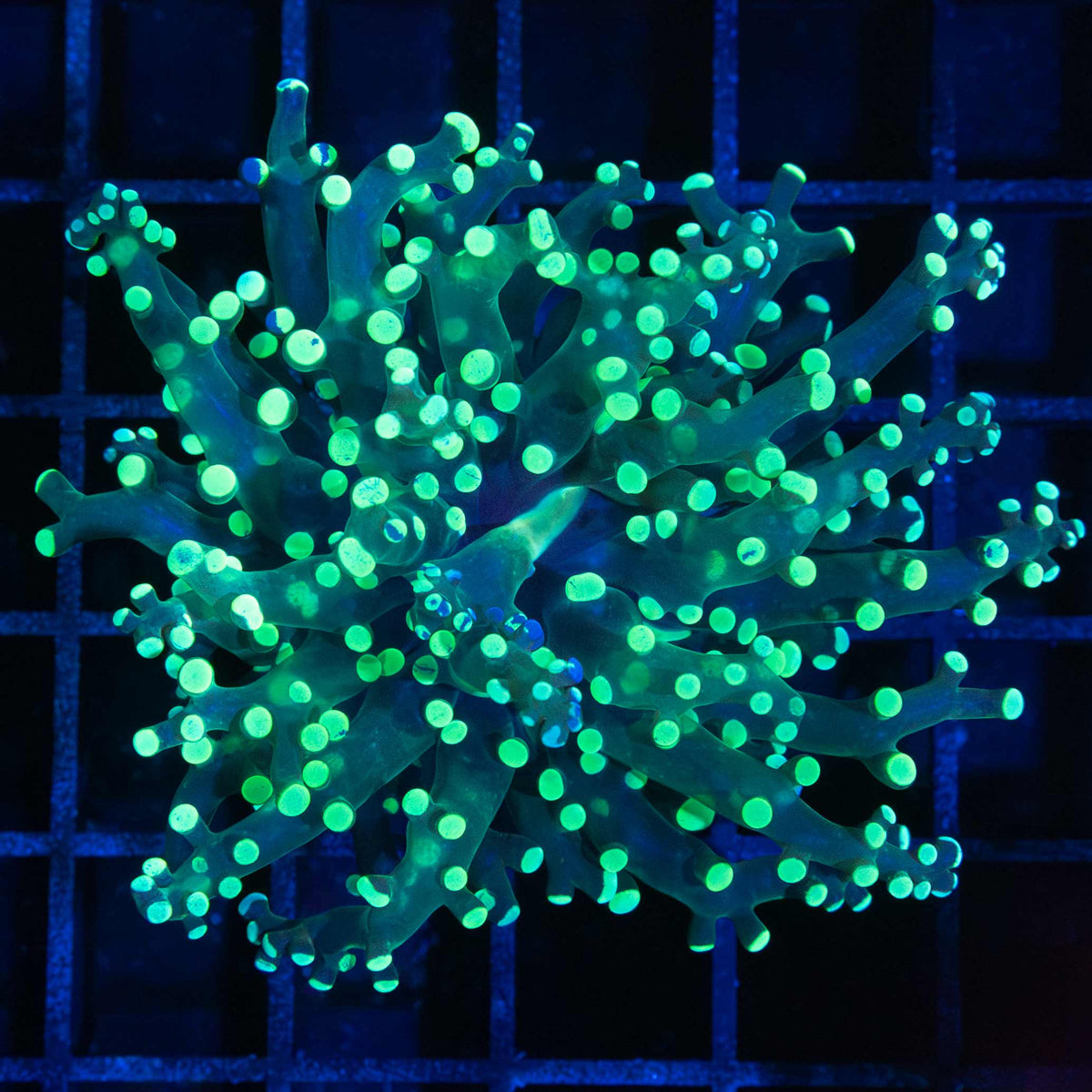 Splatter Frogspawn Coral