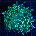 Splatter Frogspawn