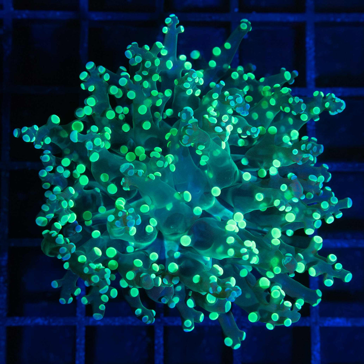 Splatter Frogspawn Coral