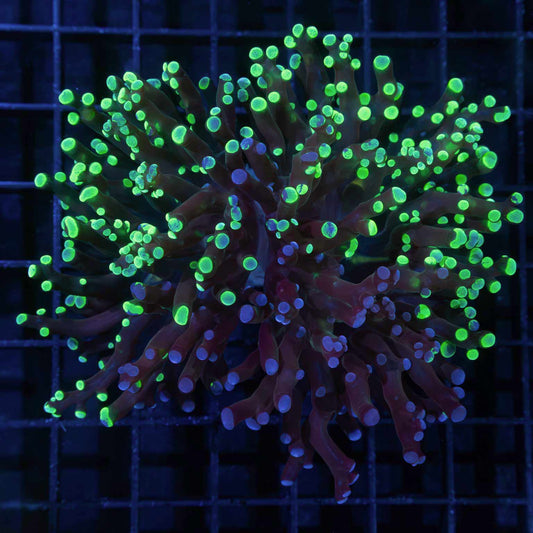 2 Heads Purple Splatter Frogspawn