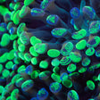 Splatter Hammer Coral
