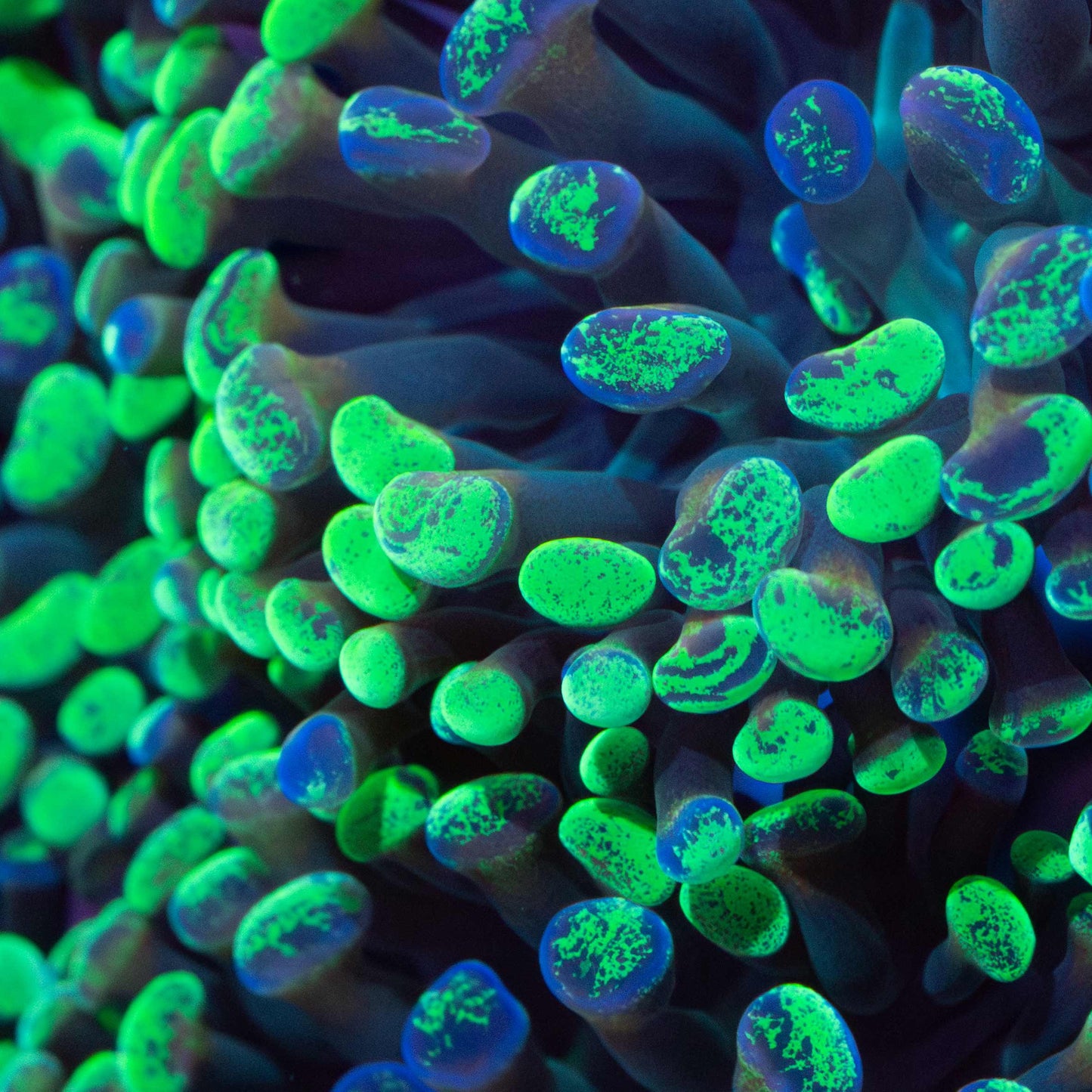Splatter Hammer Coral