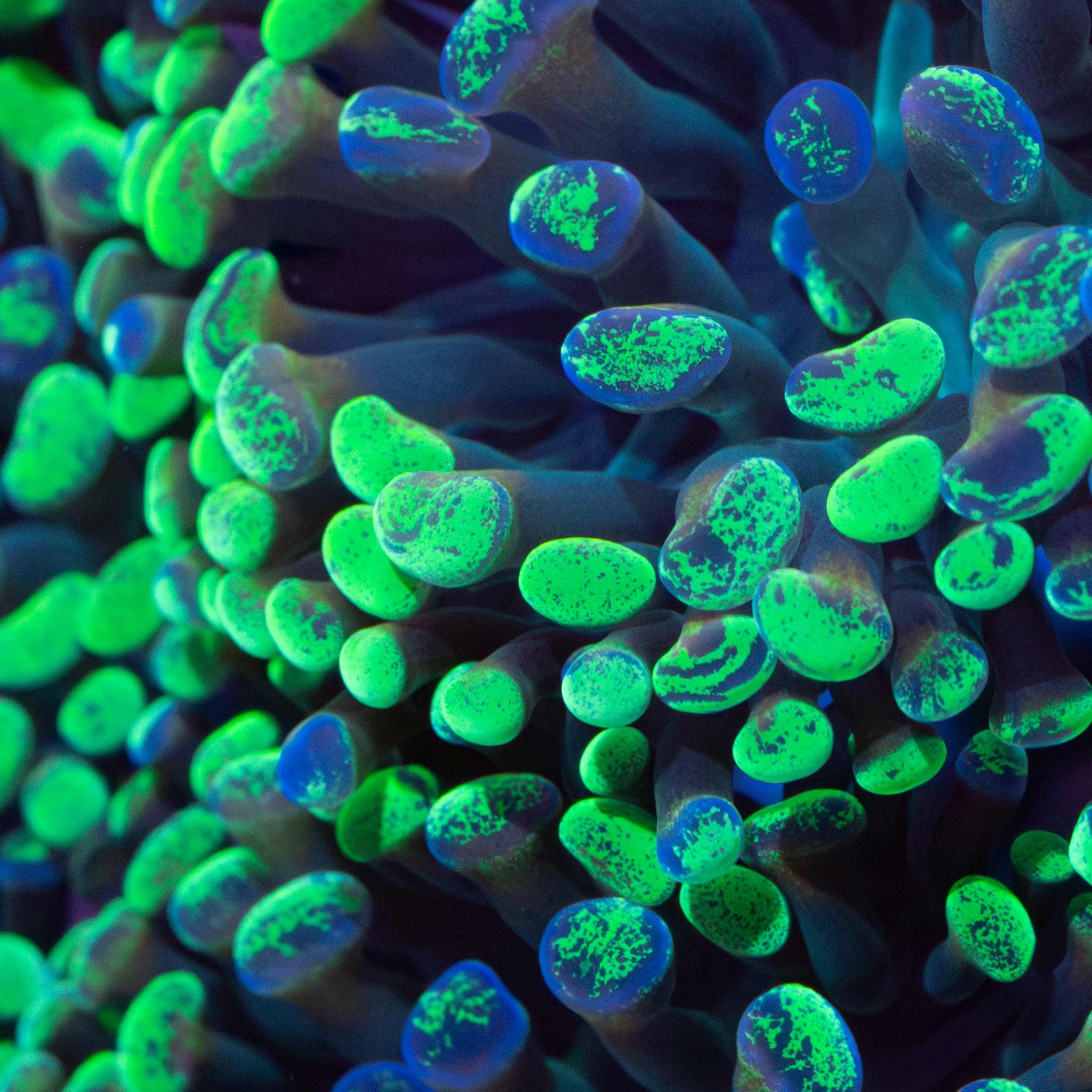 Splatter Hammer Coral