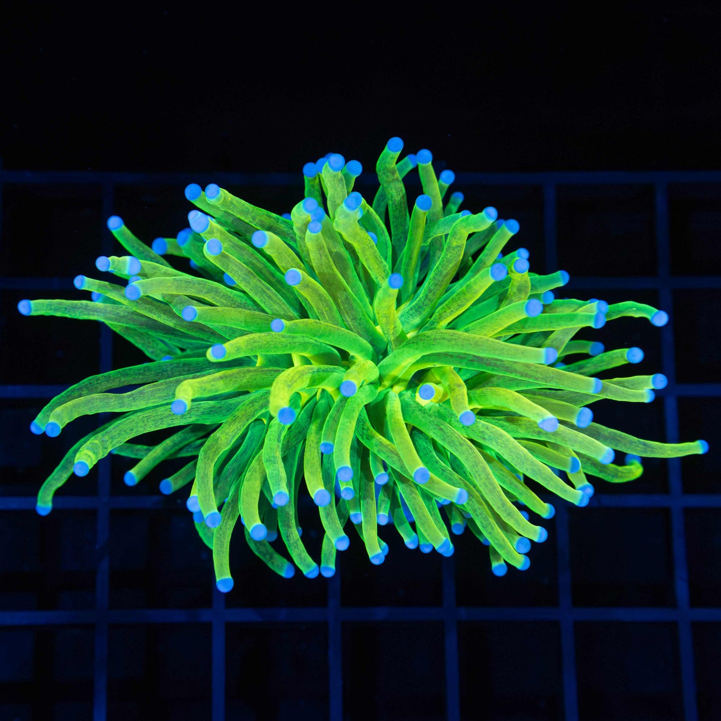 Large Glitter Holy Grail Torch