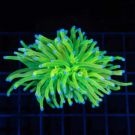 Large Glitter Holy Grail Torch