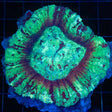 Splatter Lobophyllia Coral