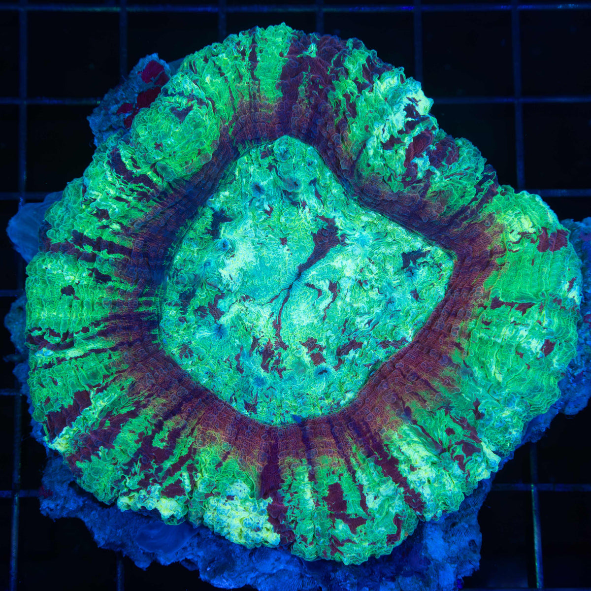 Splatter Lobophyllia Coral