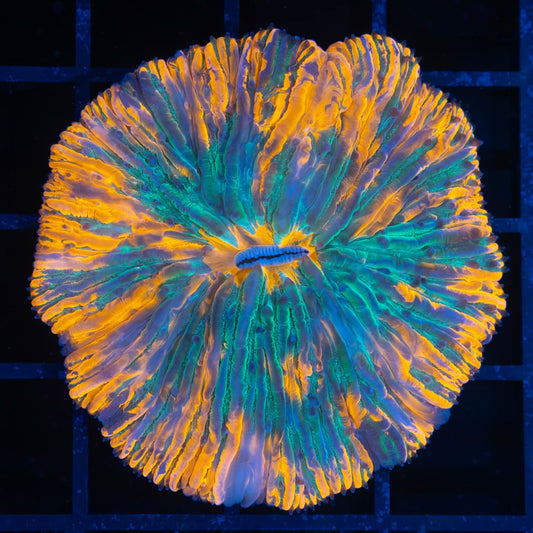 Splatter Plate Coral 2"