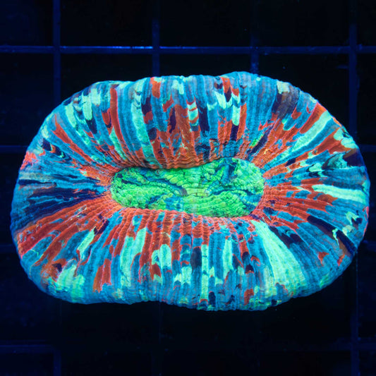 Rainbow Splatter Trachy 2.75"