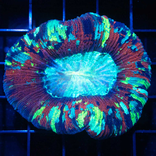 Red Velvet Trachy 3"