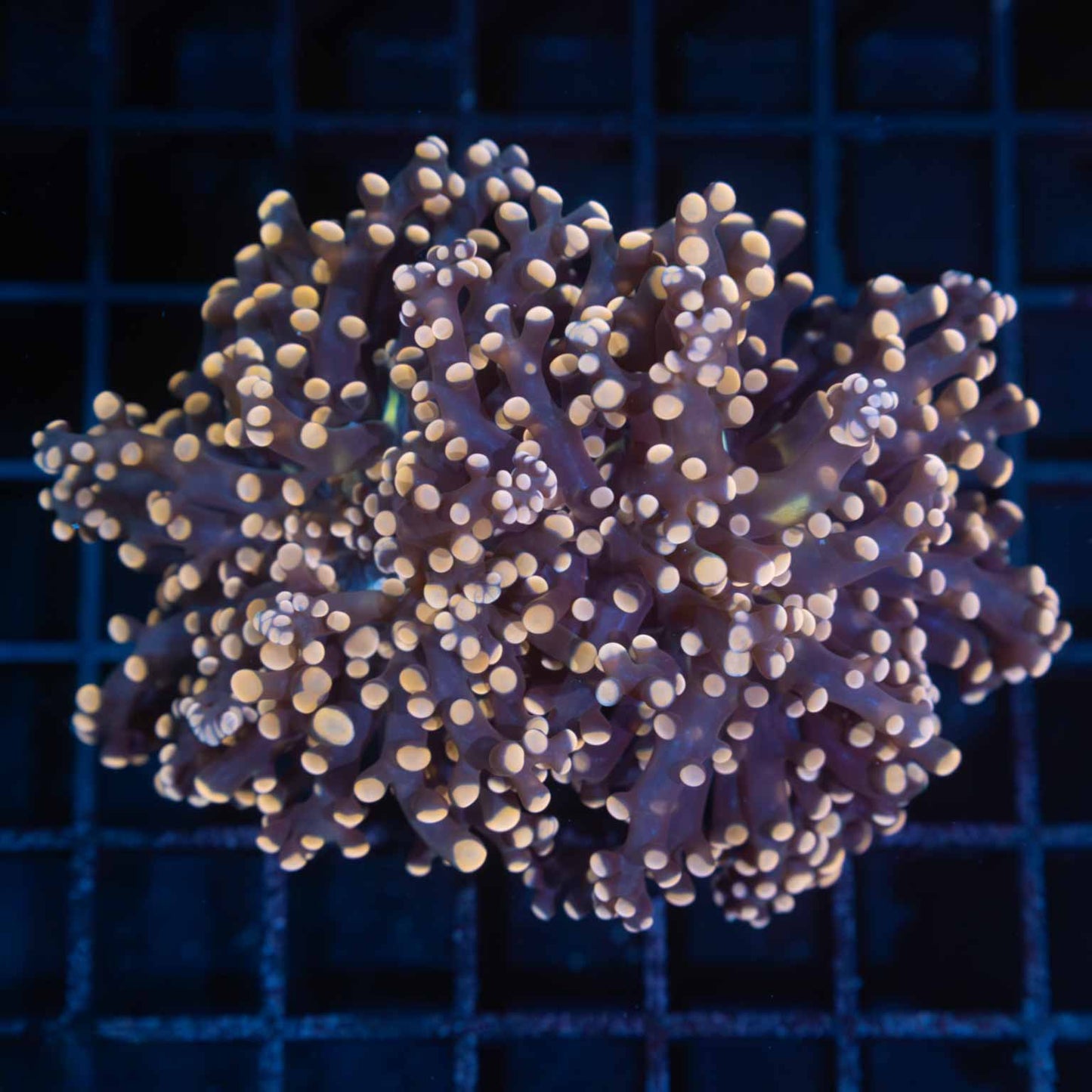 Lg Peach Frogspawn Coral (Splitting)