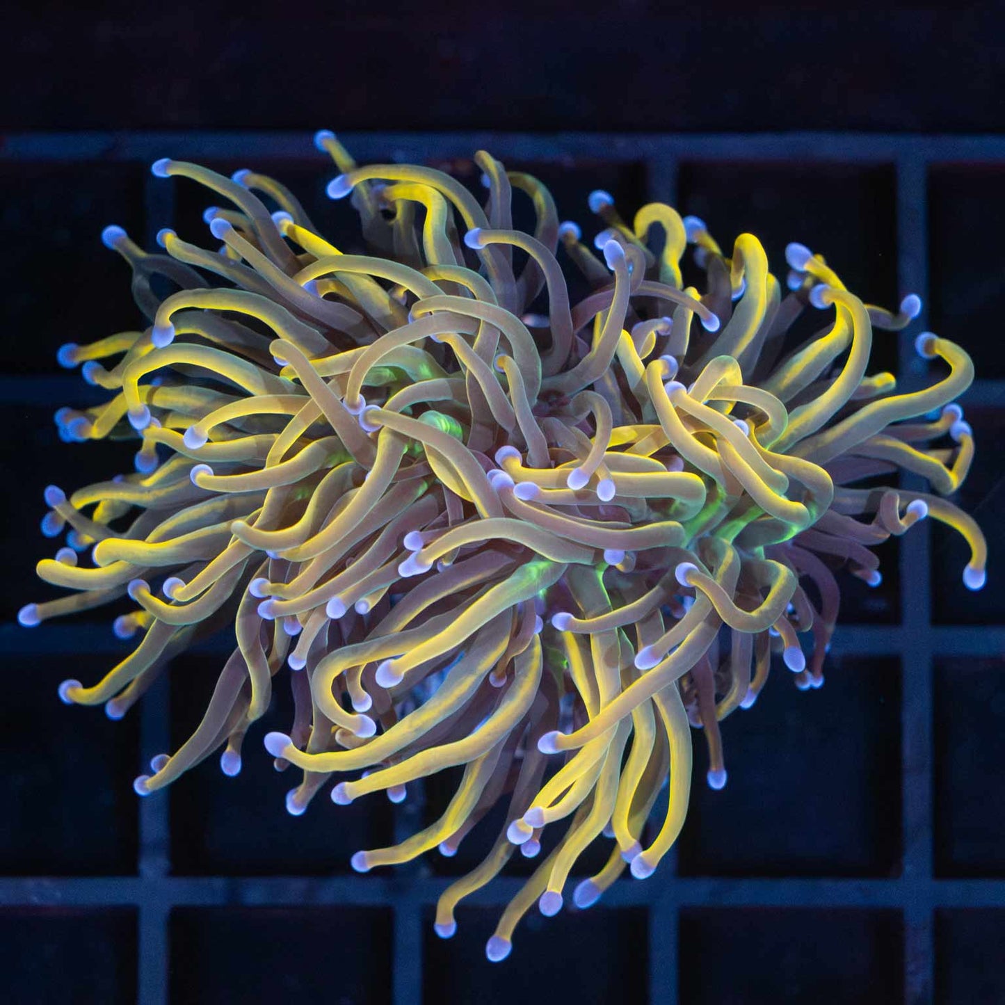 2 Heads Unique Indo Gold Torch Lucky Corals