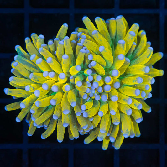 2 Heads Splotchy Ultra Banana Torch Coral