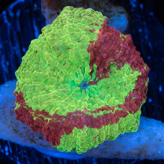 Spiral Pattern Eclectus Mushroom