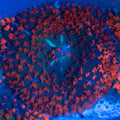 Red Blue St Thomas