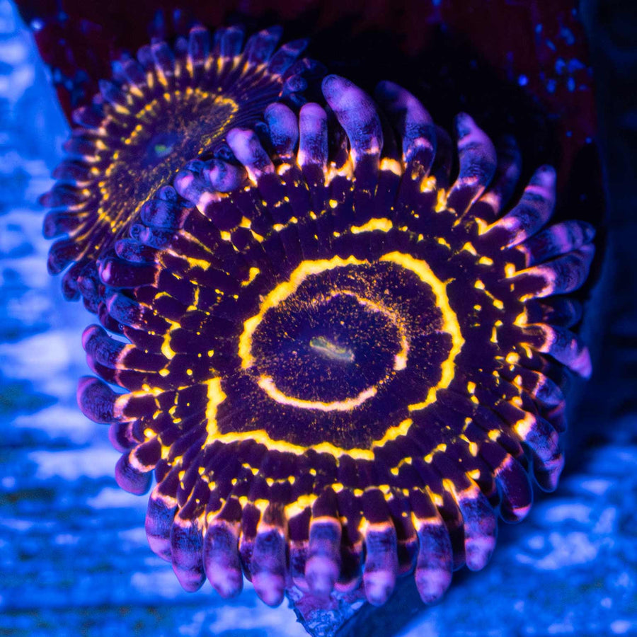 Stratosphere Zoa