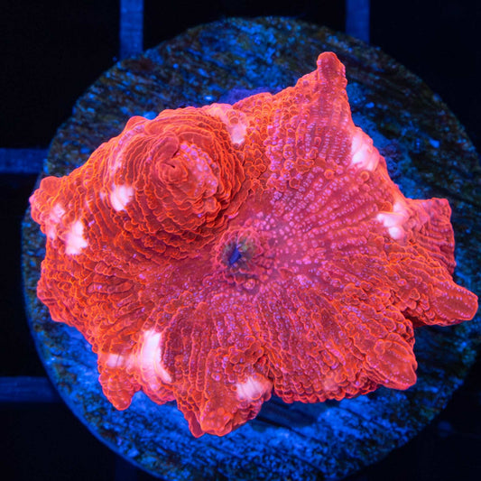 Large Strawberry Shortcake Mushroom