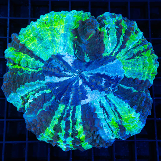 Neon Stripe Acantho 4.75"