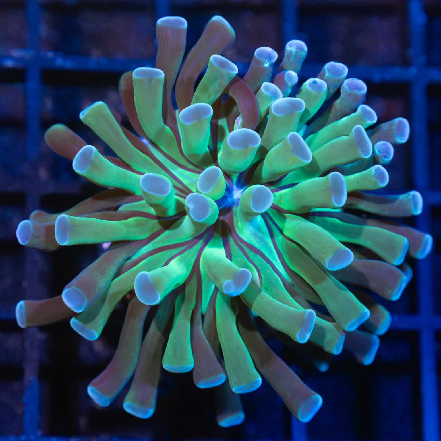 Stripe Mouth Hammer Coral 2" (Branching)