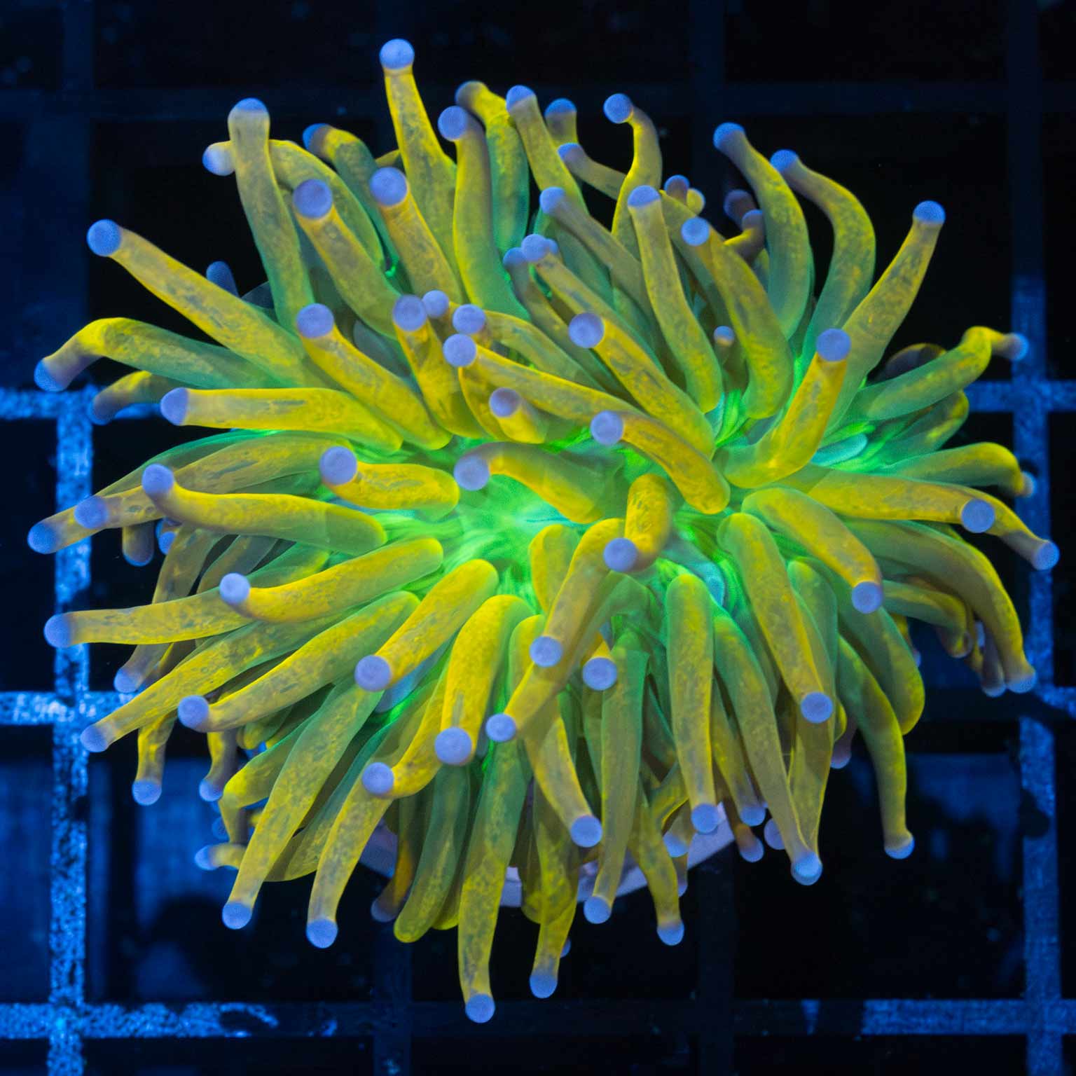 Stripe Tentacle Banana Torch Lucky Corals