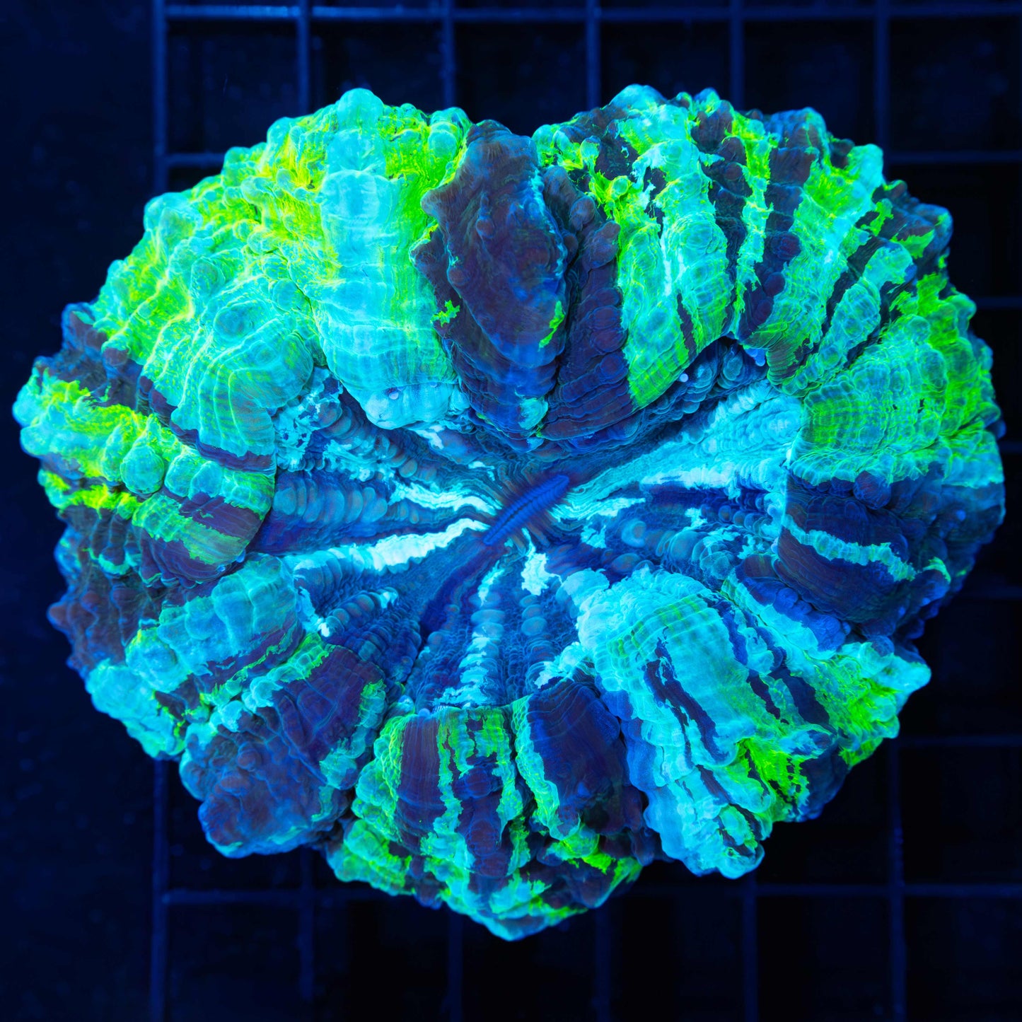 Green Stripe Acanthophyllia 4.25"