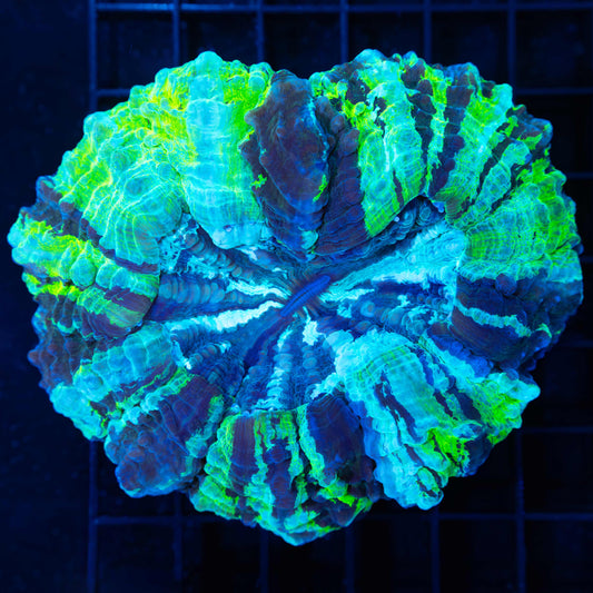 Green Stripe Acanthophyllia 4.25"