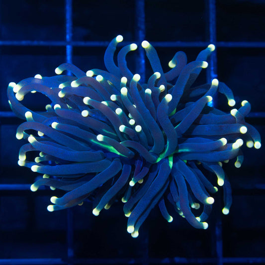 Sun Devil Torch Coral