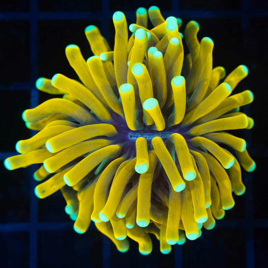 Teal Tip Sun God Torch Coral (Nice!)