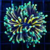 Sun God Torch Coral