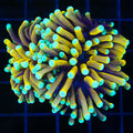 Torch 1