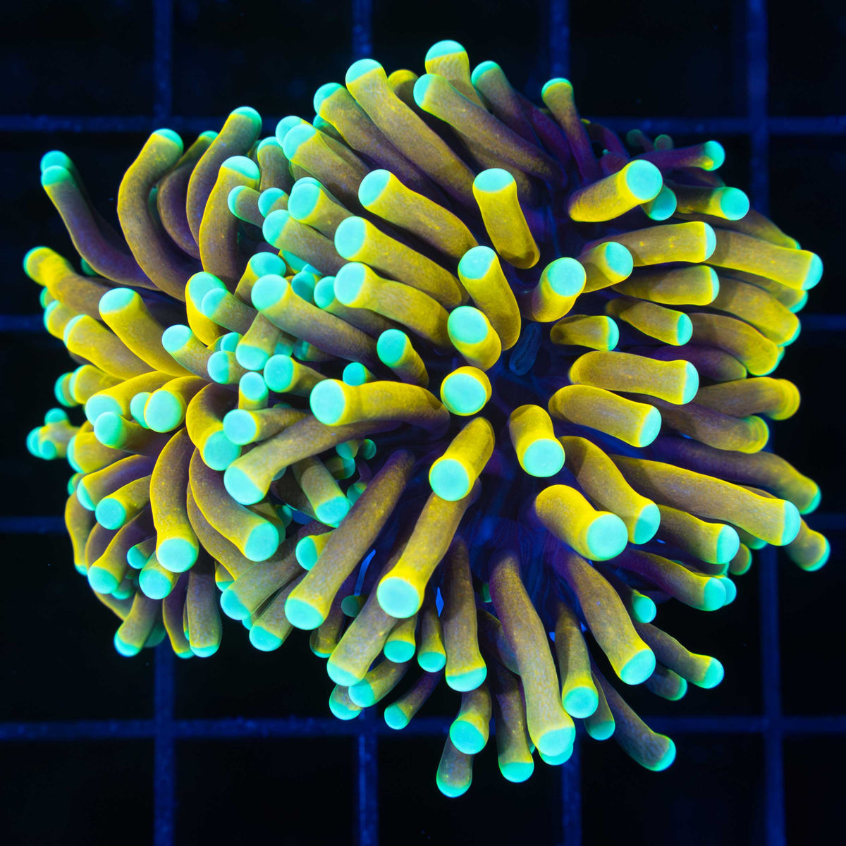 sun god torch coral
