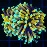 sun god torch coral