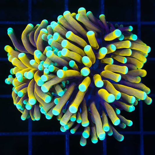 sun god torch coral