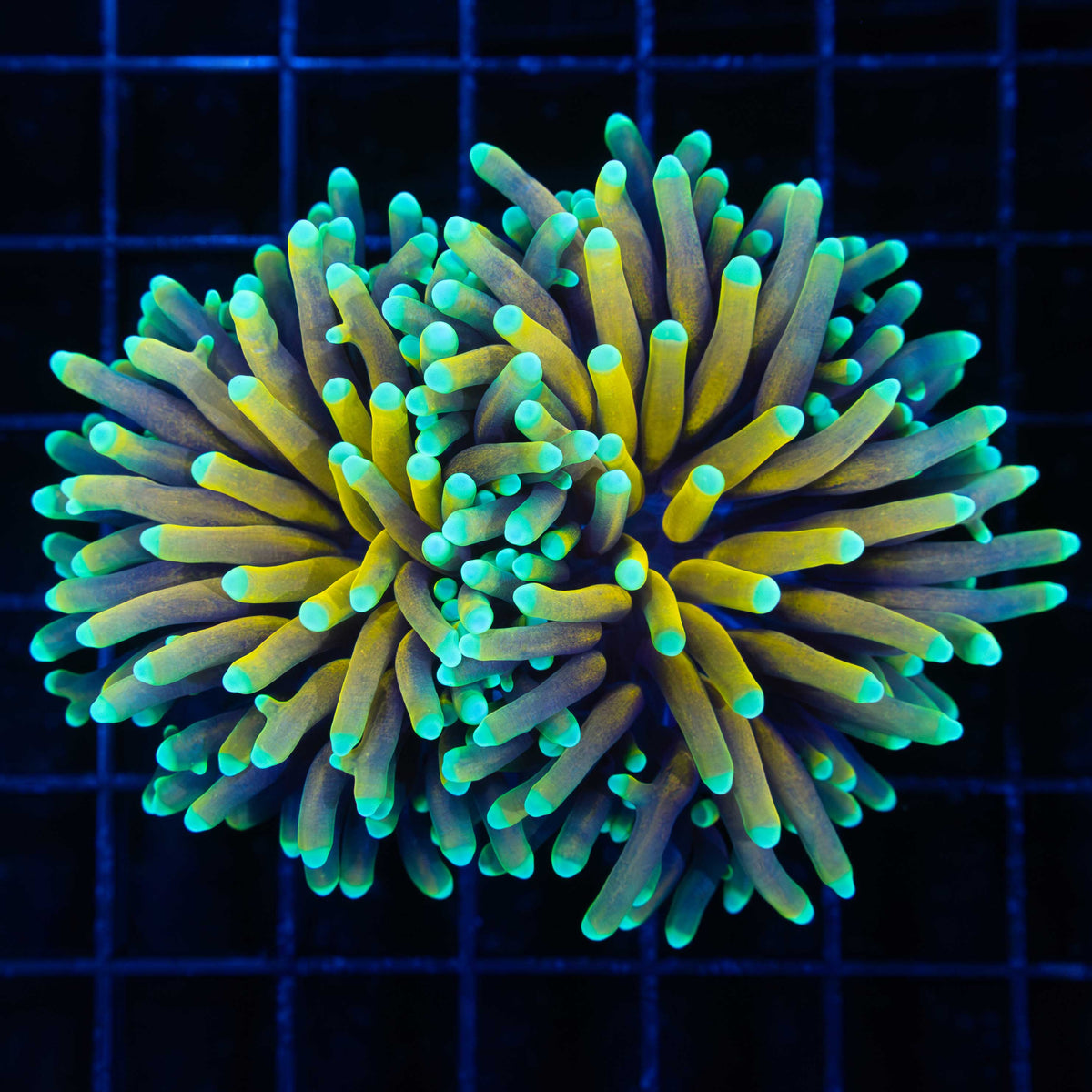 Sun God Torch Coral Large Splitting Head