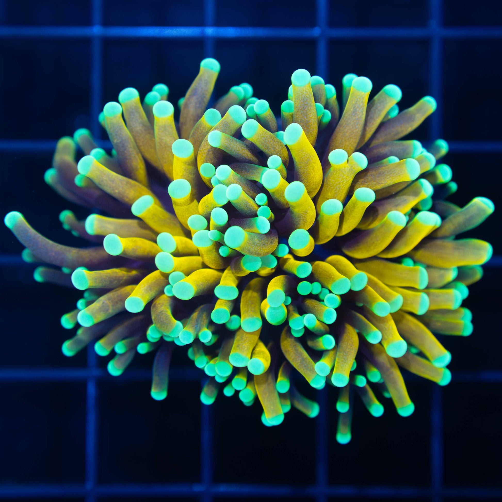 Sun God Torch Coral